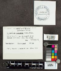 Poronidulus conchifer image