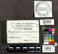 Poronidulus conchifer image