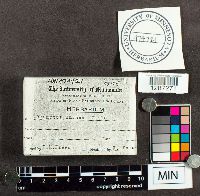 Fomitopsis rosea image