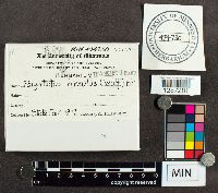 Polystictus hirsutus image