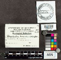 Polystictus hirsutus image