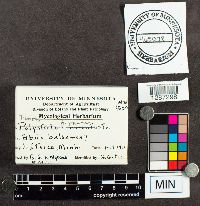 Polystictus hirsutus image