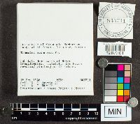 Hexagonia hydnoides image