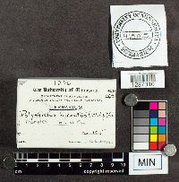 Polystictus hirsutus image