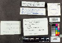 Trametes ochracea image