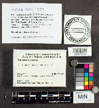 Trametes ochracea image