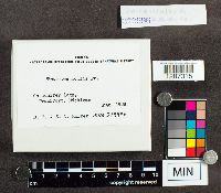 Media resource of Trametes mollis