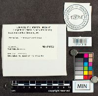 Datronia mollis image