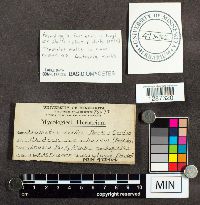 Datronia mollis image