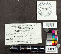 Porodaedalea pini image