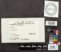 Porodaedalea pini image