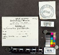 Porodaedalea pini image