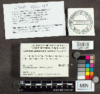 Trametes pubescens image