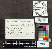 Antrodia albida image