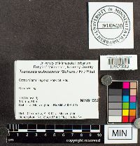 Trametes pubescens image