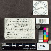 Trametes pubescens image