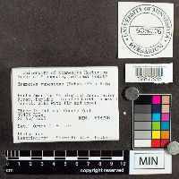 Trametes pubescens image