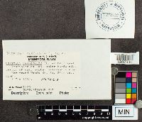 Trametes versicolor image