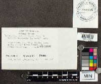 Trametes versicolor image