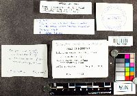 Trametes versicolor image