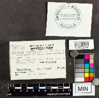 Trametes versicolor image