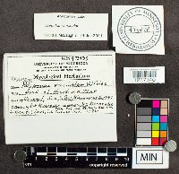 Trametes versicolor image