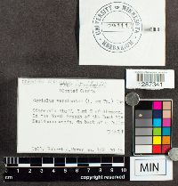 Trametes versicolor image