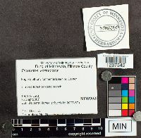 Trametes versicolor image