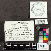 Trametes versicolor image