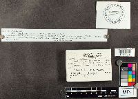 Trametes versicolor image