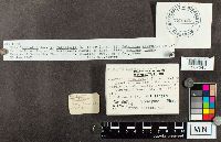 Trametes versicolor image