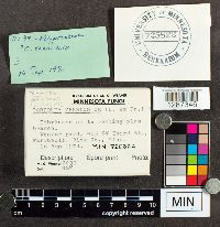 Trametes versicolor image