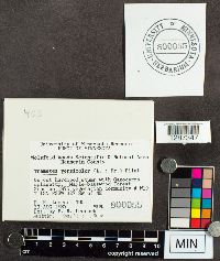 Trametes versicolor image