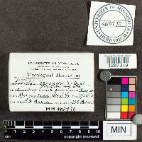 Trametes versicolor image