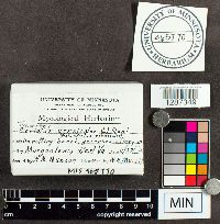 Trametes versicolor image