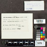 Trametes versicolor image