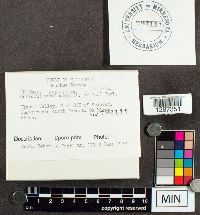 Trametes versicolor image