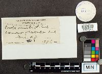 Trametes versicolor image