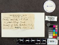 Trametes versicolor image