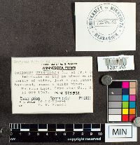 Trametes versicolor image