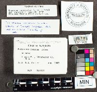 Trametes versicolor image