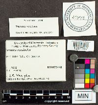 Trametes versicolor image