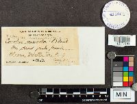 Trametes versicolor image