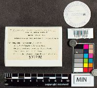 Trametes versicolor image