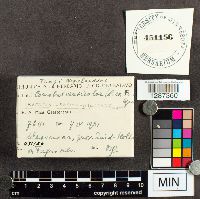 Trametes versicolor image