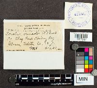 Trametes versicolor image