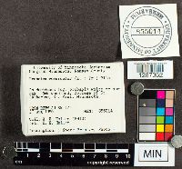 Trametes versicolor image