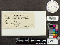 Trametes versicolor image