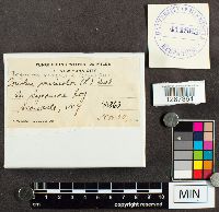 Trametes versicolor image