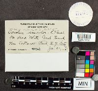 Trametes versicolor image